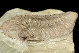 Phacops Logani Trilobite - Pennsylvania #188864-2